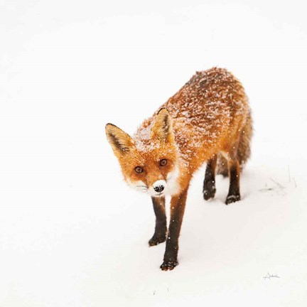 Framed Red Fox II Print