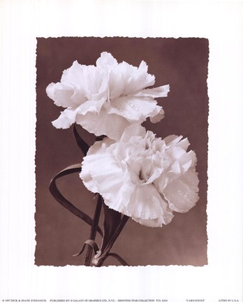 Framed Carnations Print