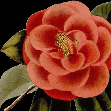 Framed Dramatic Camellia III Print