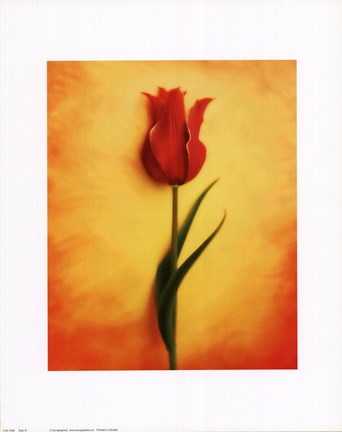 Framed Tulip III Print