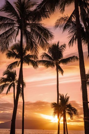 Framed Palm Trees At Sunset Of Maui, Hawaii Print