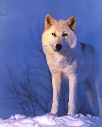 Framed Montana Wolf Print
