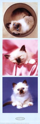 Framed Kittens Print