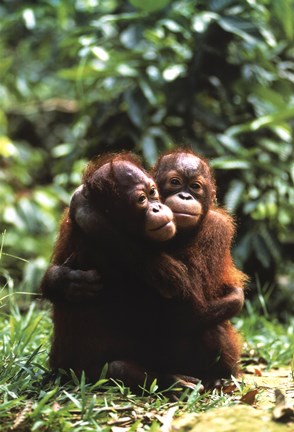 Framed Orangutans Print