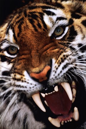 Framed Bengal Tiger Close-Up Print