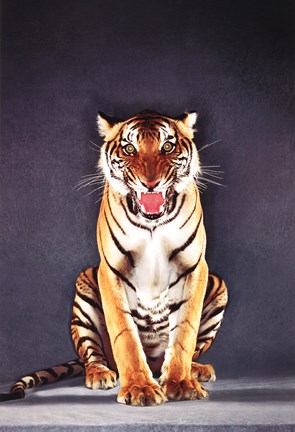 Framed Tiger - gray Print