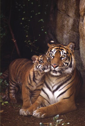 Framed Tiger With Cub Print