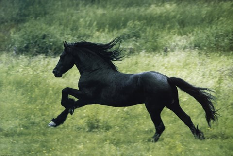 Framed Black Horse Running Print