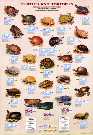 Framed Turtles And Tortoises Print