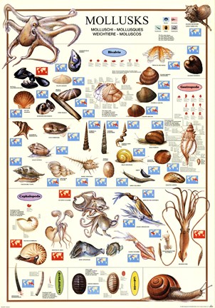 Framed Mollusks Print