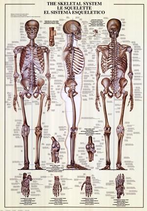 Framed Skeletal System Print
