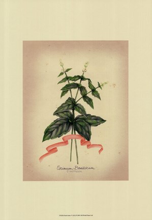 Framed Herb Series IV Print