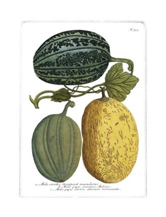 Framed Antique Melons I Print