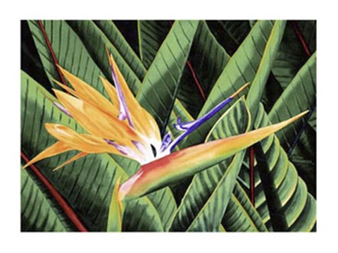 Framed Bird of Paradise Print