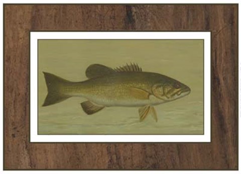 Framed Small-mouthed Black Bass Print