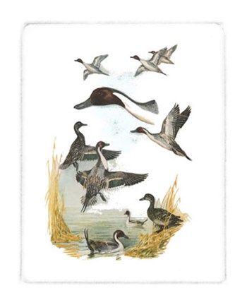 Framed Red-headed Duck Print