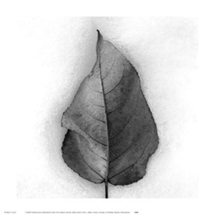 Framed Aspen Leaf in Snow Print