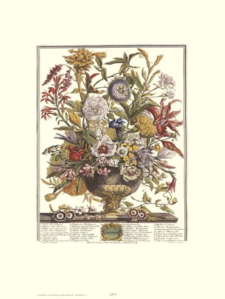 Framed September/Twelve Months of Flowers, 1730 Print