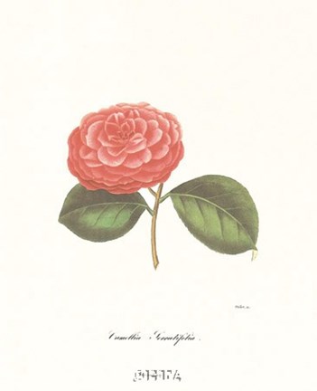 Framed Camellia Serralifelia Print
