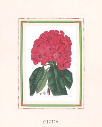 Framed Rhododendron No. 1 Print