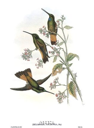 Framed Helianthea Dichroura/Hummingbirds Print