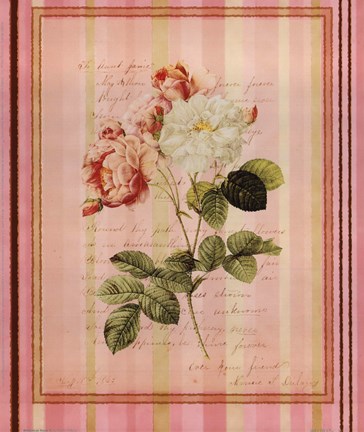 Framed Botanical Rose II Print