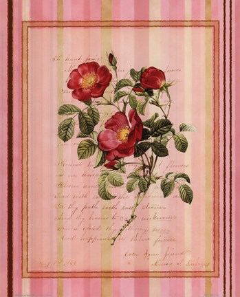 Framed Botanical Rose IV Print