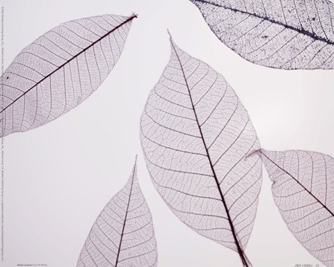 Framed Sheer Leaves I Print