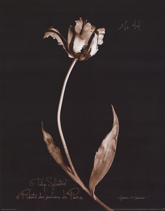 Framed Tulip Sylvestrie No. 44 Print