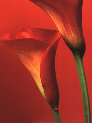 Framed Red Calla Lilies Print