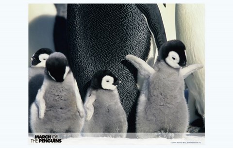 Framed March of the Penguins Babies having Fun Print