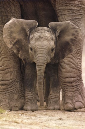 Framed Big Ears (Baby Elephant) Print