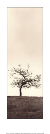 Framed Cherry Blossom Tree Print