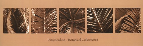 Framed Botanical Collection II Print