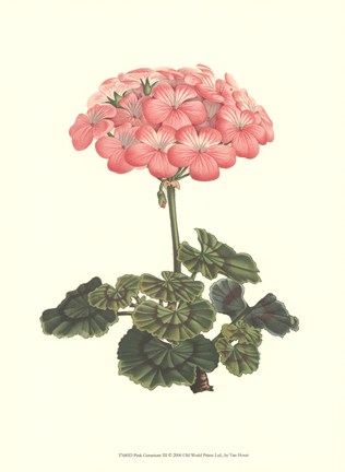 Framed Pink Geranium III Print