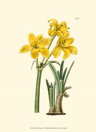 Framed Yellow Narcissus I Print
