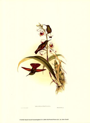 Framed Small Gould Hummingbird II Print