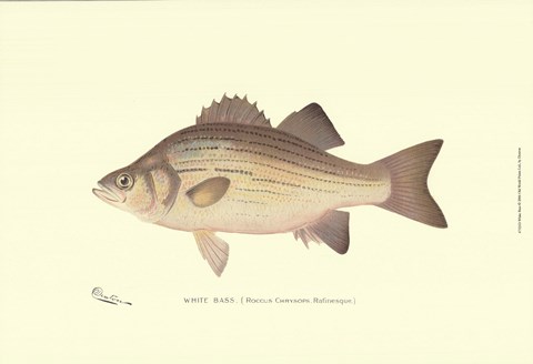 Framed White Bass Print