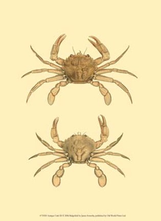 Framed Antique Crab III Print