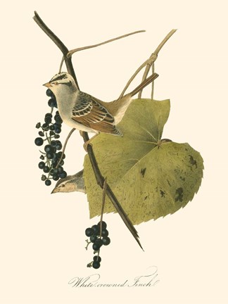 Framed Audubon&#39;s Finch Print