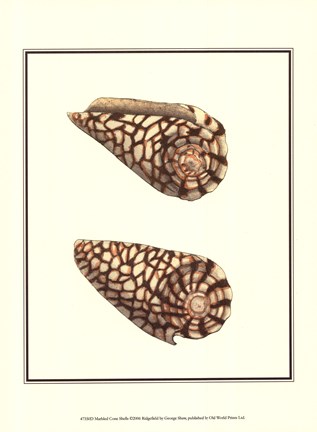 Framed Marbled Cone Shells Print