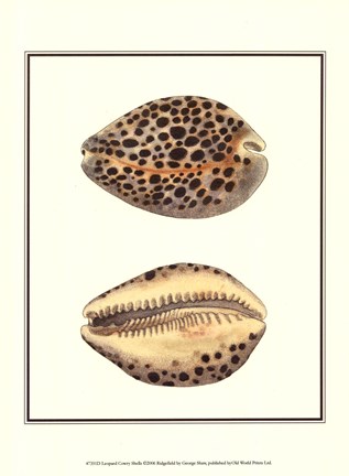 Framed Leopard Cowry Shells Print