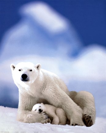 Framed Polar Bear And Baby Print