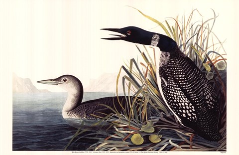 Framed Common Loon Print