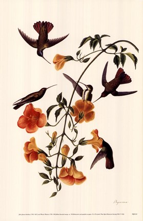 Framed Black-Throated Mango Print