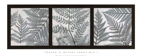 Framed Ferns Mix I Print