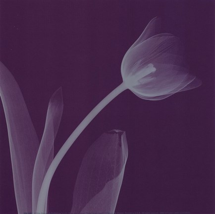 Framed Tulipsilver (Sm) Print
