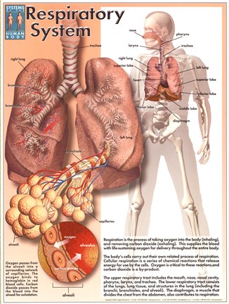 Framed Respiratory System Print