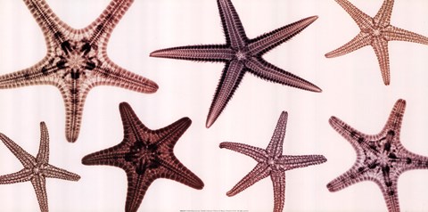 Framed Starfish Collection (Sepia) Print