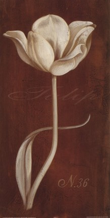 Framed White Tulip N 36 Print